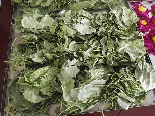 桑葉（yè）的凍幹（gàn）案列以及功效欣諭凍幹機幹（gàn）燥的桑葉