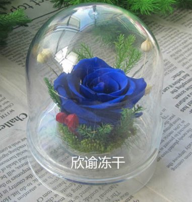 永生花冷凍幹燥機實驗